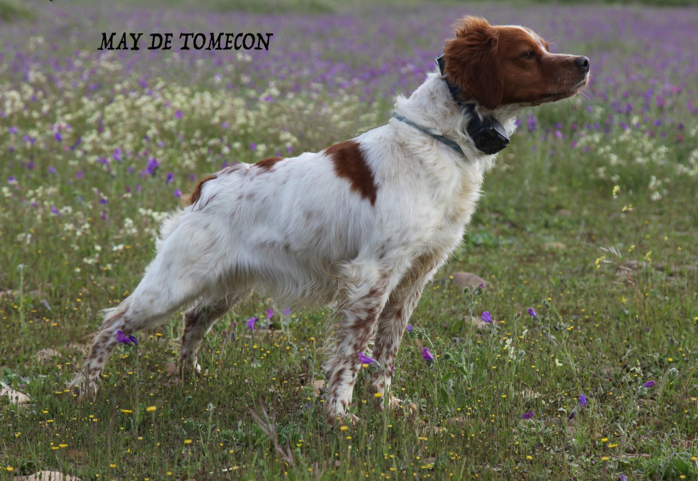Mary de tomecon